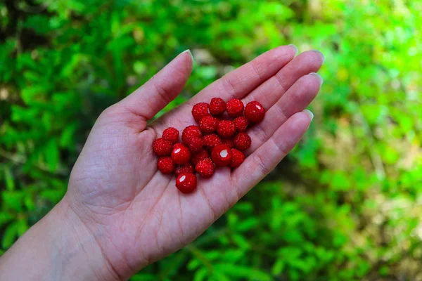 Mogna Röda Smultron Hand Suddig Naturliga Bakgrund Handfull Bär Jordgubbe — Stockfoto