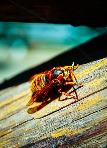 Una Gran Abeja Colores Vista Macro Peligroso Insecto Avispa Rayado — Foto de Stock