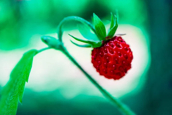 Morango Maduro Vermelho Selvagem Vapor Uma Floresta Verde Visão Macro — Fotografia de Stock