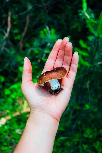 Fresh brown cap edible russula mushroom in the hand, forest background. Brittle gill mushroom hold in a hand, closeup, fungi picking up concept.