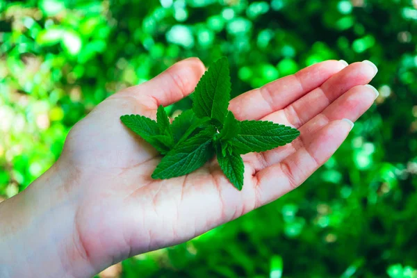 Hojas Menta Una Mano Jardín Fondo Vista Macro Fondo Frescura — Foto de Stock