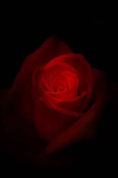 Une Rose Rouge Dans Obscurité Fond Floral Romantique — Photo