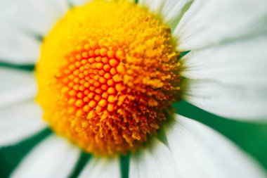 Bir papatya çiçek, makro görünümü. Bir papatya çiçek kadar yakın.