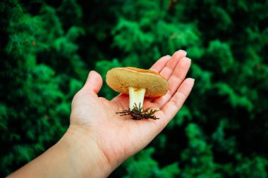 Elinde, bulanık yeşil yosunlu orman arka plan üzerinde renkli taze kahverengi kap yenilebilir russula mantar. Kırılgan gill mantar tutun bir el, portre, mantarlar kavramı seçmek.