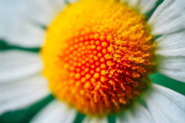 Bir papatya çiçek, makro görünümü. Bir papatya çiçek kadar yakın.