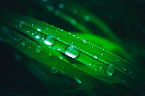 Wet colorful green grass with rain drops, abstract natural background. Fresh leaves with dew droplets. Macro view, close up.