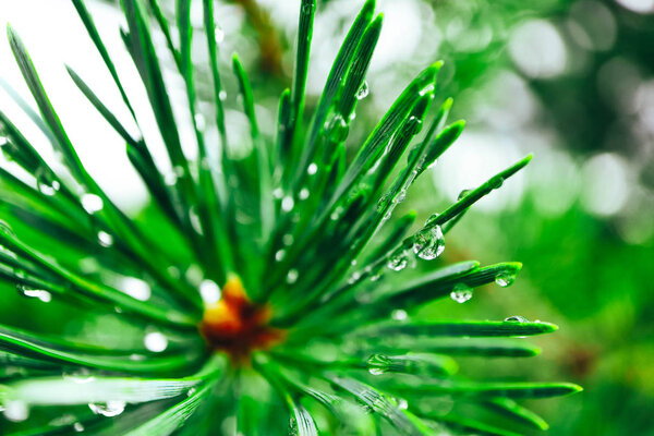 Raindrops on the evergreen branch, macro view. Drops of water on the pine tree needles, close up.
