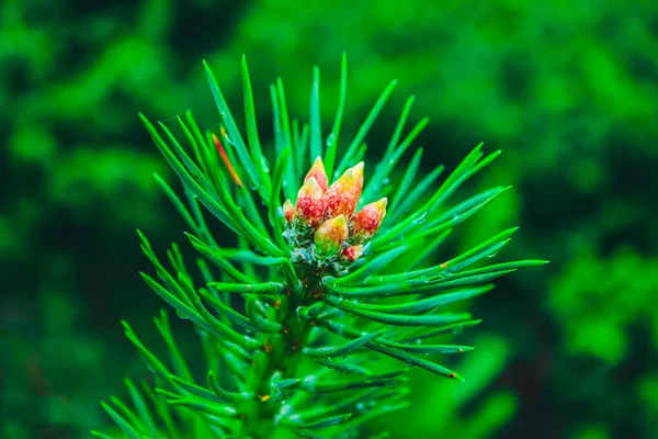 Färska Vintergröna Tall Gren Makro Visa Pine Tree Nålar Tillväxt — Stockfoto