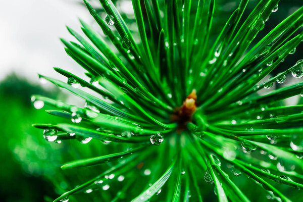 Raindrops on the evergreen branch, macro view. Drops of water on the pine tree needles, close up.