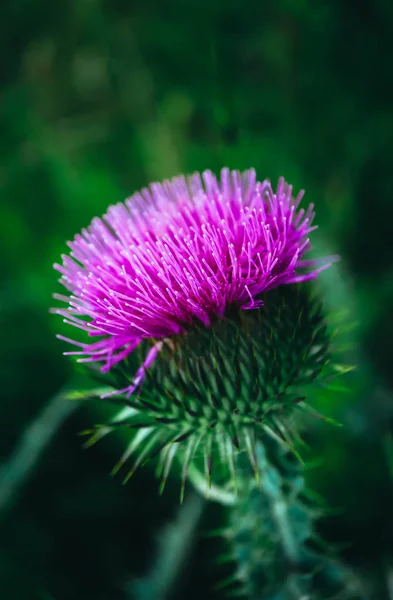 Detail Květu Bodláku Fialový Thistle Tyčinky Zobrazení Makra — Stock fotografie