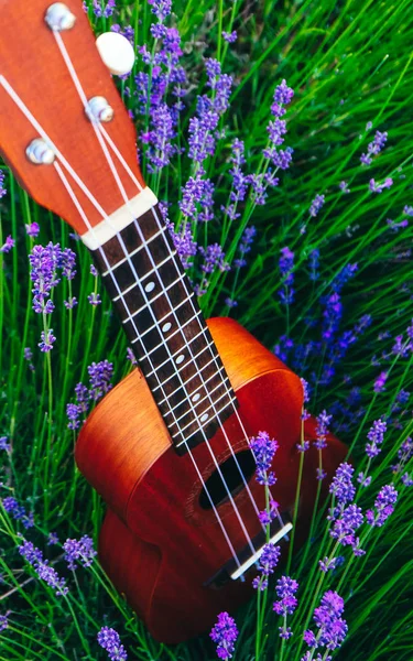Lavanta sahada bir ukulele gitar kapatın. Müzik ve doğa kavramı.