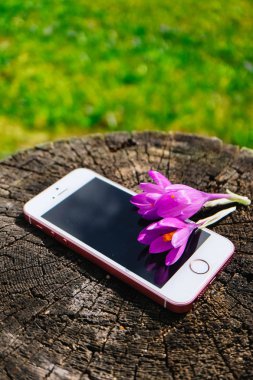 Doğal çevrenin alay kadar menekşe çiçeği ilk bahar çiçekleri, bahar kavramı ile telefon.