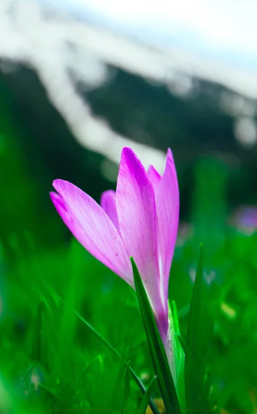 Крокус Яскраво Фіолетова Весняна Квітка Гірська Природа Макрозйомка Квітки Шафрану — стокове фото