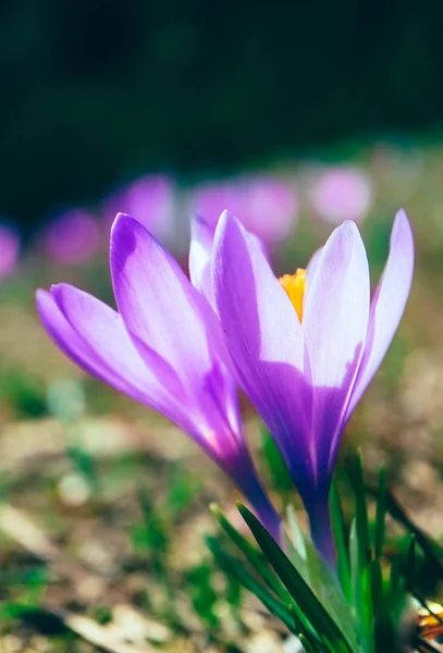 Крокус Яскраво Фіолетова Весняна Квітка Гірська Природа Макрозйомка Квітки Шафрану — стокове фото