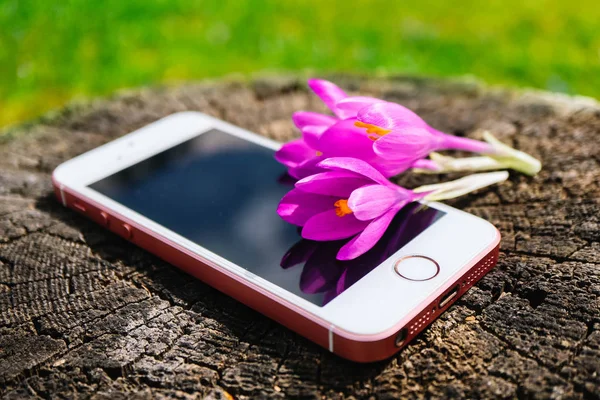 Telefon Přírodním Prostředí Mock Nahoru Květy Fialové První Jarní Květy — Stock fotografie