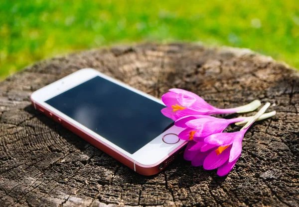 Telefone Ambiente Natural Zombar Com Flores Violeta Primeira Primavera Flores — Fotografia de Stock
