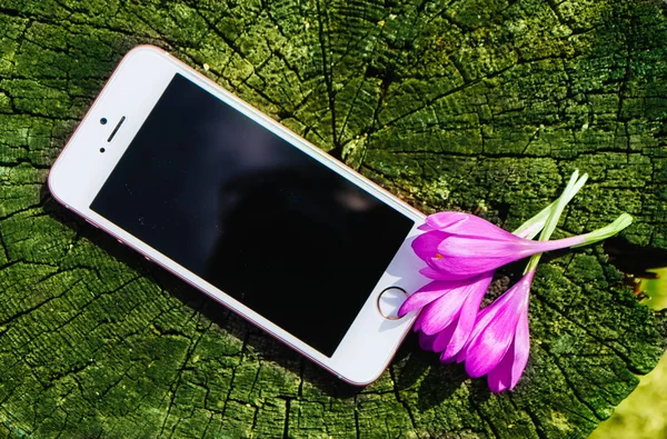 Doğal çevrenin alay kadar menekşe çiçeği ilk bahar çiçekleri, bahar kavramı ile telefon.