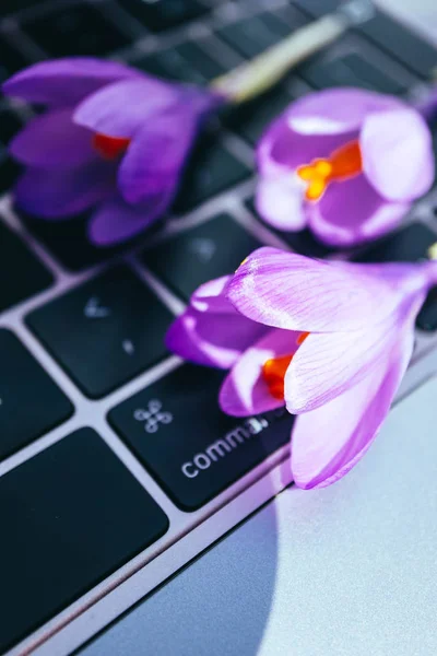 Laptop computer on the natural forest background, violet spring flowers lay on the keyboard. Notebook computer in the woods, freelance concept.