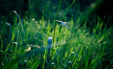 Makro görünümü güneş ışığı arka plan üzerinde renkli yeşil çim. Taze çayır çimen gündoğumu ışınları, doğal zemin ile fotoğraf gösteriyor, yakın çekim.