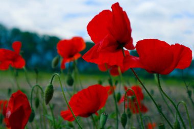 Çayır, dağ doğa, yaz aylarında güzel haşhaş çiçekleri. Fotoğraf kırmızı poppies, renkli çayır çiçek, yeşil çim büyüyen gösteriyor. Yakın, makroyu görüntüleme.
