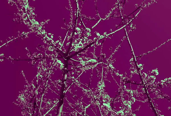 Romantischer Apfelbaumbrunch Mit Zartrosa Blüten Und Ersten Knospen Frühling Schöne — Stockfoto