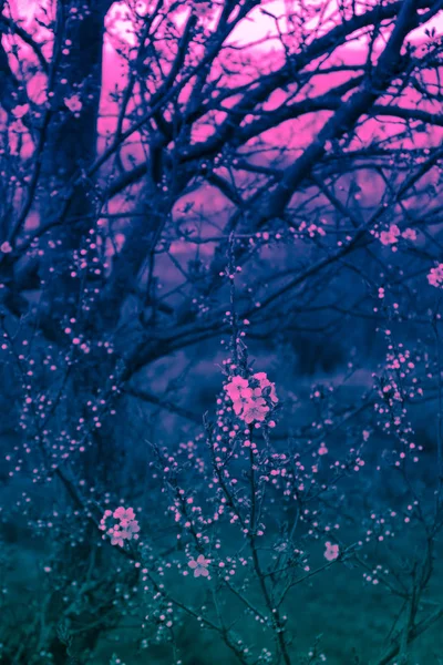 Romantic Apple Tree Brunches Blossoming Gentle Pink Flowers First Buds — Stock Photo, Image