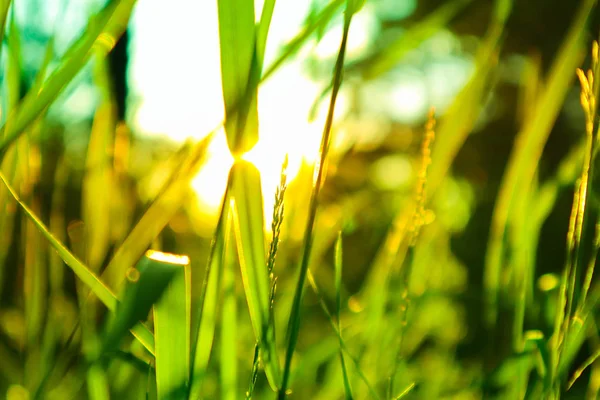Πολύχρωμο Πράσινο Γρασίδι Μακροοικονομική Άποψη Σχετικά Ηλιακό Φως Φόντο Φωτογραφία — Φωτογραφία Αρχείου