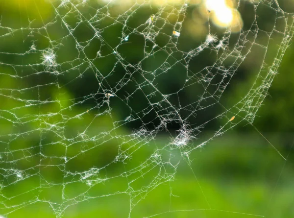 Spider\'s web, beautiful elegant colorful natural blurred background. Elegant natural backdrop with cobweb.