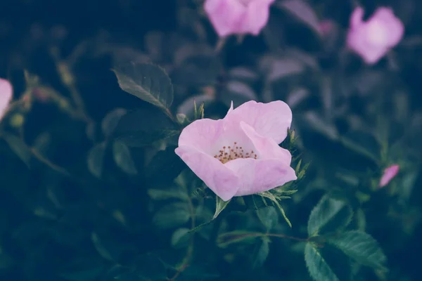 Фото Зображено Квіти Цвітіння Шипшини Саду Природний Фон Красивим Містичним — стокове фото