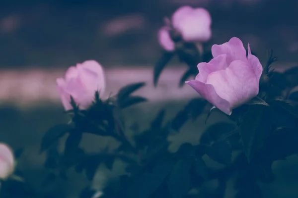 Фото Зображено Квіти Цвітіння Шипшини Саду Природний Фон Красивим Містичним — стокове фото