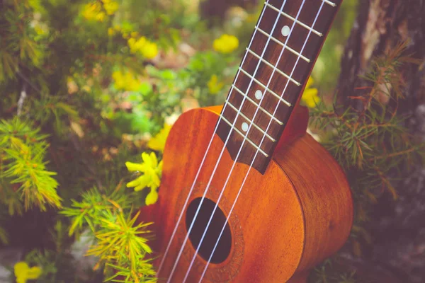 Ukulelegitarre Der Gebirgsnatur Kiefernwälder Landschaft Foto Zeigt Musikinstrument Ukulele Kleine — Stockfoto