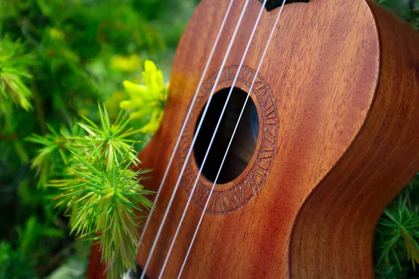 Ukulele Gitara Góry Natura Krajobraz Las Sosnowy Zdjęcie Przedstawia Instrument — Zdjęcie stockowe