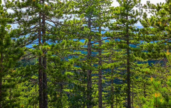 Pinheiro Floresta Sempre Verde Árvores Troncos Pano Fundo Foto Retratando — Fotografia de Stock