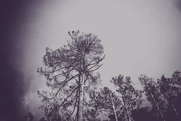 Foto Retratando Uma Floresta Mística Pinheiros Perenes Madeiras Assustadoras Silhuetas — Fotografia de Stock