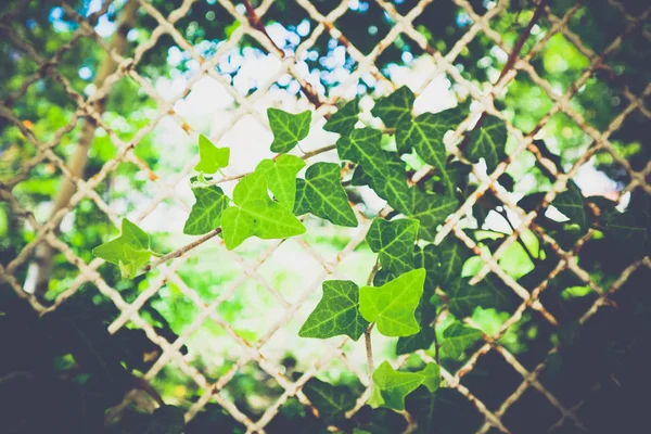 Ivy Plante Colorée Feuilles Brillantes Poussant Travers Clôture Métallique Jardin — Photo