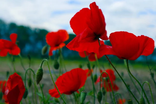 Beautiful Poppy Flowers Meadow Mountain Nature Summertime Photo Depicts Red — Stock Photo, Image
