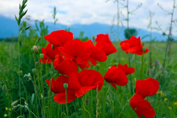 山の自然 夏美しいケシの花 写真は 赤いポピー カラフルな草原の花 緑の草の成長を描いています すぐに マクロを表示します — ストック写真