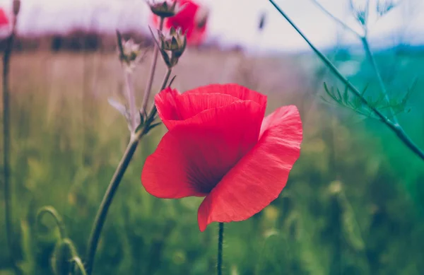 Gyönyörű Pipacs Virágok Rét Hegyvidéki Jellege Nyáron Fénykép Ábrázolja Piros — Stock Fotó