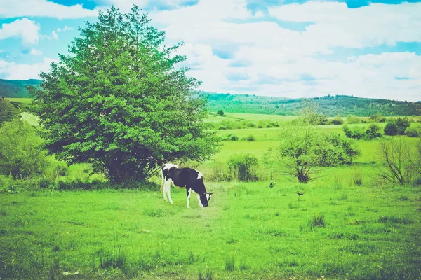 Фото Изображающее Молочно Черную Красивую Кору Пасущуюся Зеленой Траве Горном — стоковое фото