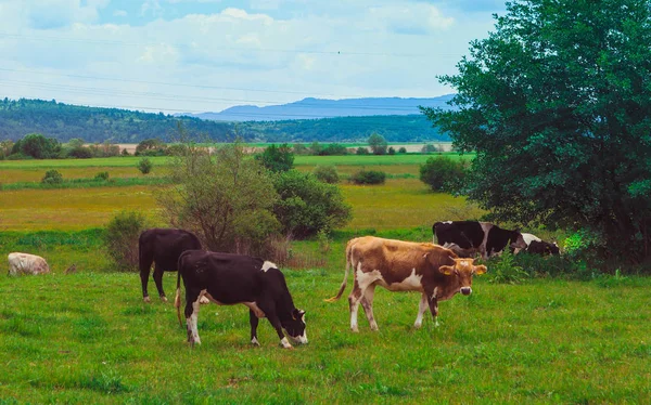 Foto Retratando Rebanho Leitoso Marrom Encantador Vacas São Pastorear Uma — Fotografia de Stock