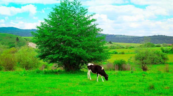 Foto Que Representa Negro Lechoso Adorable Caw Pastar Una Hierba —  Fotos de Stock