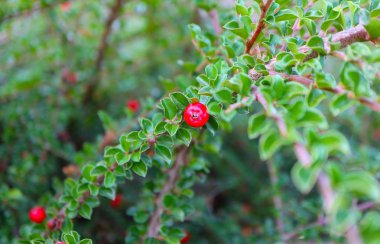 Renkli kırmızı dağ muşmulası bush berry, yakın çekim, yeşil arka plan bulanık. Güzel sonbahar dağ muşmulası brunch ile çilek, geleneksel tatil dekorasyon, sonbahar sonbahar.