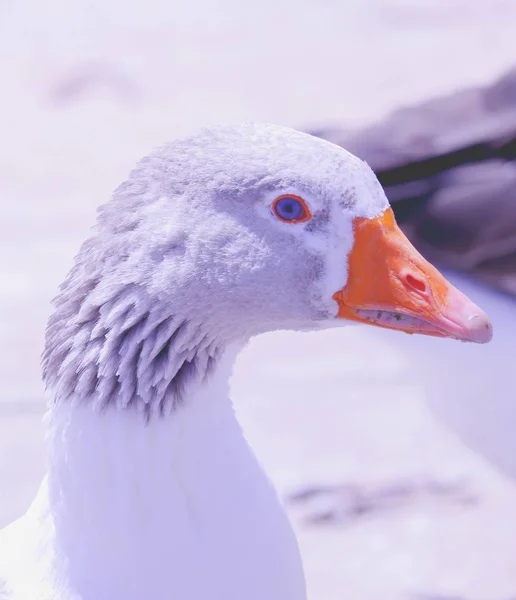 Alive Goose Head Face Eye Beak Close Beautiful Domestic Gray — Stock Photo, Image