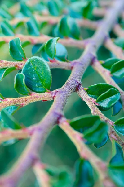 Colorido Arbusto Verde Cotoneaster Rojo Cerca Hermoso Brunch Otoño Vista — Foto de Stock