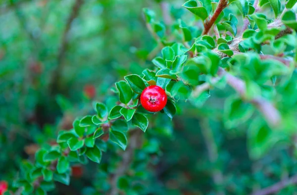 Színes Piros Cotoneaster Bush Bogyó Közelről Homályos Zöld Háttér Gyönyörű — Stock Fotó