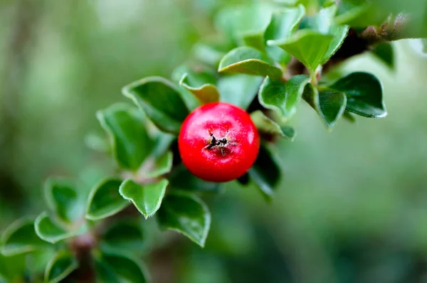 Bunte Rote Cotoneaster Buschbeere Nahaufnahme Verschwommener Grüner Hintergrund Schöner Herbst — Stockfoto