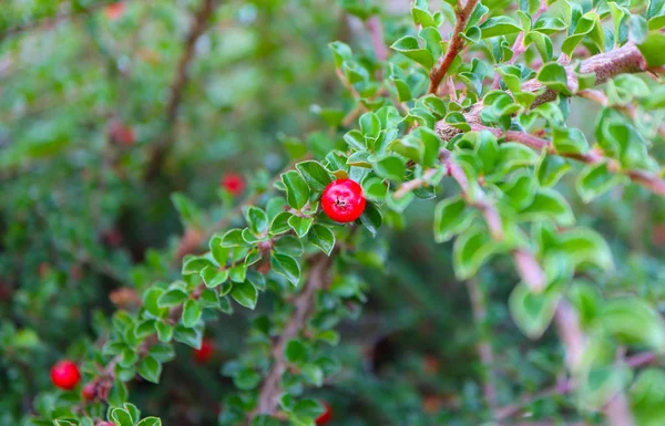 Warna Merah Cotoneaster Bush Berry Menutup Kabur Latar Belakang Hijau — Stok Foto