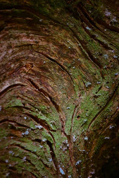 Floral Wooden Beautiful Green Moss Texture Closeup Natural Colorful Mossy — Stock Photo, Image