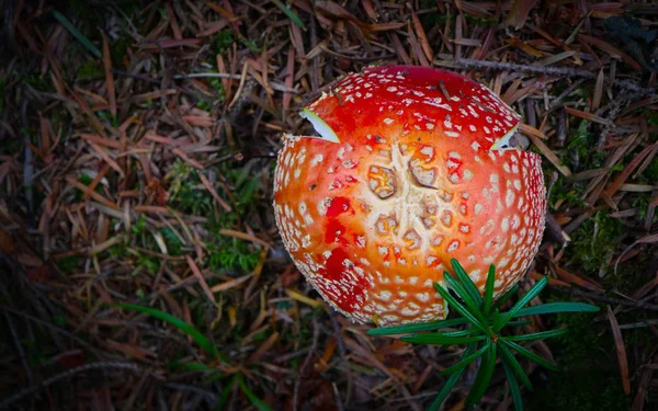 Colorful fresh toxic fly-agaric amanita mushroom on the green mossy forest soil background. Poisoned dangerous red hat toadstool mushroom closeup, fungi picking up concept.
