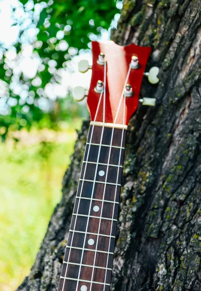 Szyi Gitary Tle Lasu Koncepcja Muzyki Przyrody — Zdjęcie stockowe